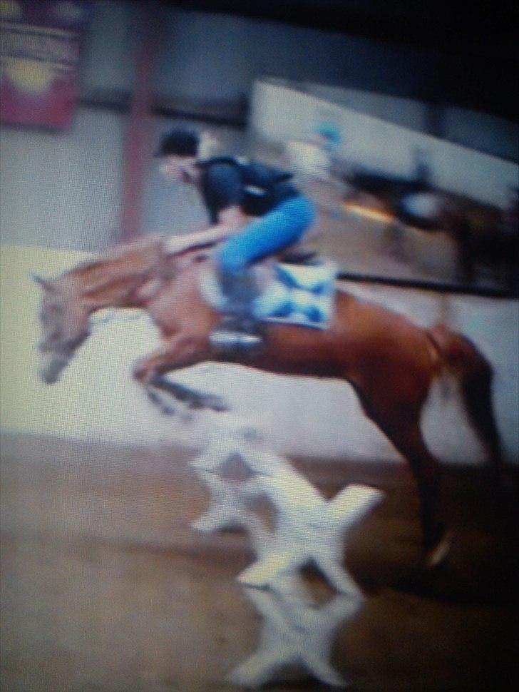 Tysk Sportspony Delphine aka. Delfie/Delle - because you support me and give me courage<3 billede 7