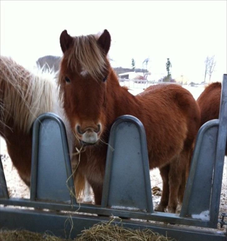 Islænder Sindri fra Teigar - Sindri ved morgenmaden, 2½ år.  billede 5