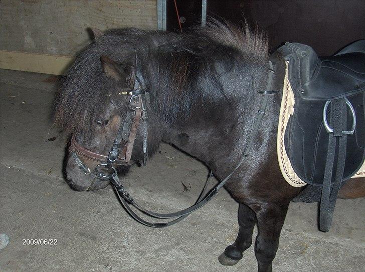 Shetlænder Tøffe billede 8