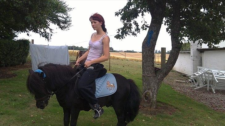 Shetlænder Tøffe billede 9