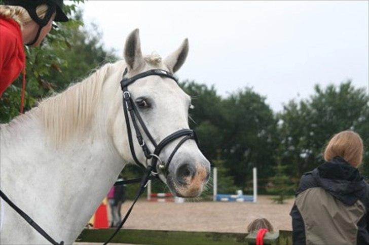 Connemara nokke min solmate - venter på det bliver vors tur til stævne billede 6