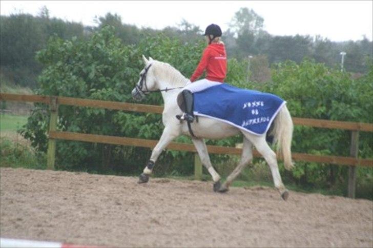 Connemara nokke min solmate - æresrunde 1 PLADS på ham jaaaaaa billede 7