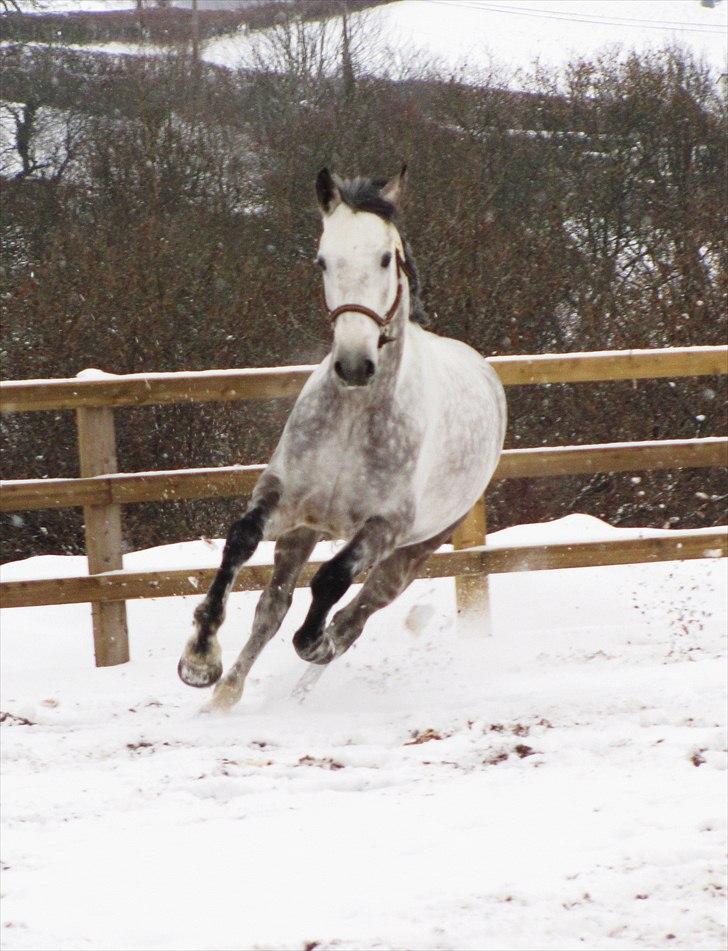 Anden særlig race Caecolley Dettingen - 2/12-10 billede 16
