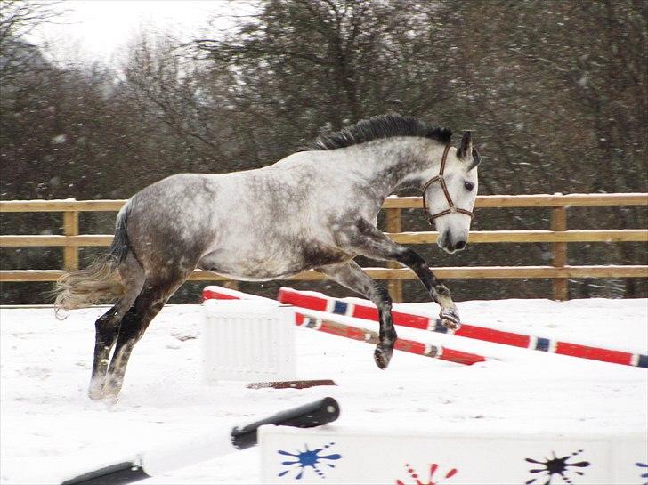 Anden særlig race Caecolley Dettingen - Hopla! 2/12-10 billede 17