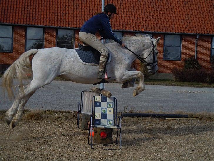 Lipizzaner Mille(solgt til søster) - Mia&Mille springer(Y) 28 marts billede 1