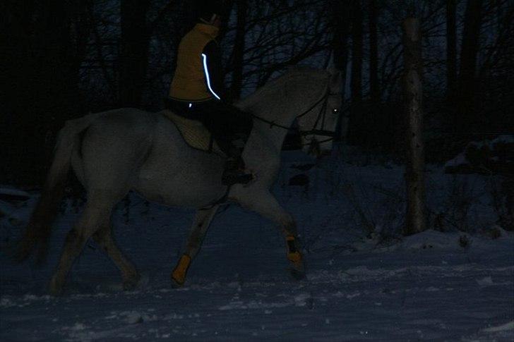 Lipizzaner Mille(solgt til søster) - foto emilie billede 2