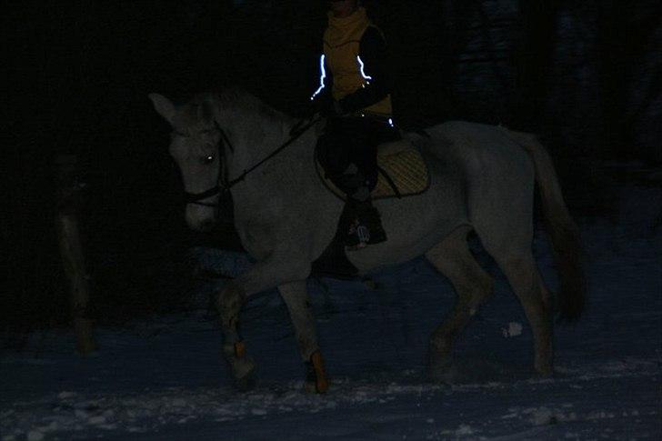 Lipizzaner Mille(solgt til søster) - foto emilie billede 3