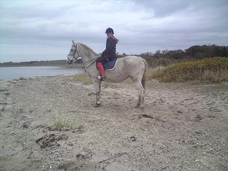 Lipizzaner Mille(solgt til søster) billede 4