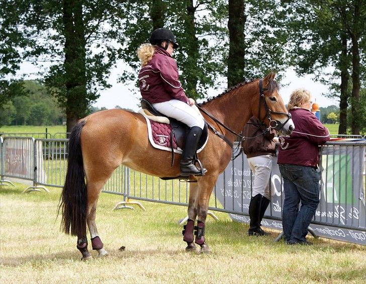 New Forest Sunshine S - Sunshine til springstævne i Holland billede 3