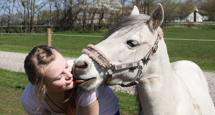 Kaspisk hest Rosmear Aram | Geden/Æsel - <3 - Anne N. Rokkjær billede 3