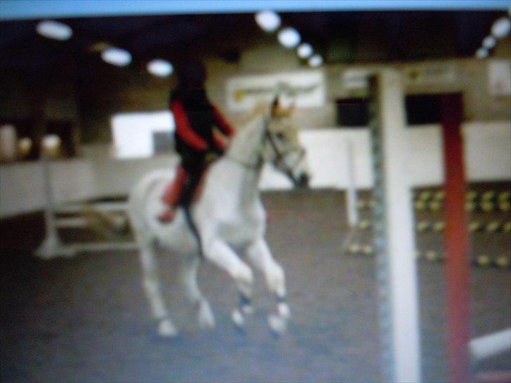 Lipizzaner Mille(solgt til søster) billede 7