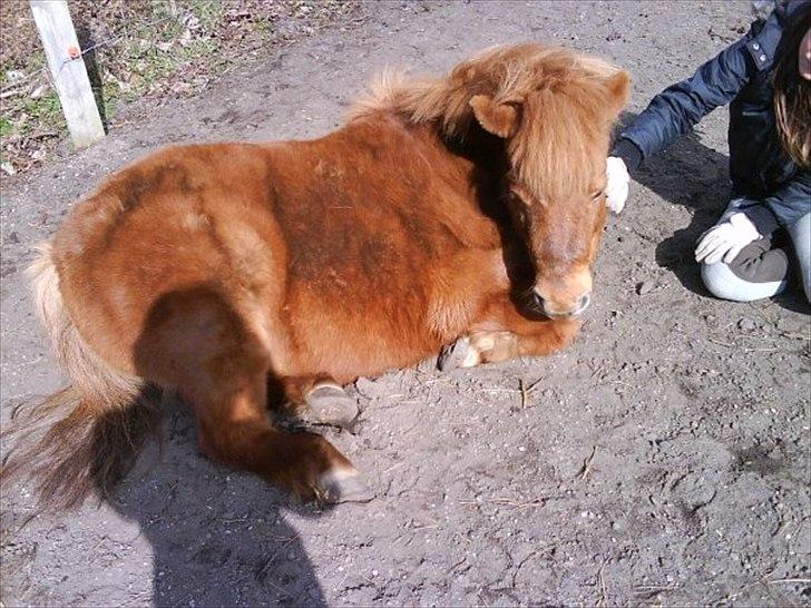 Shetlænder Freja billede 1