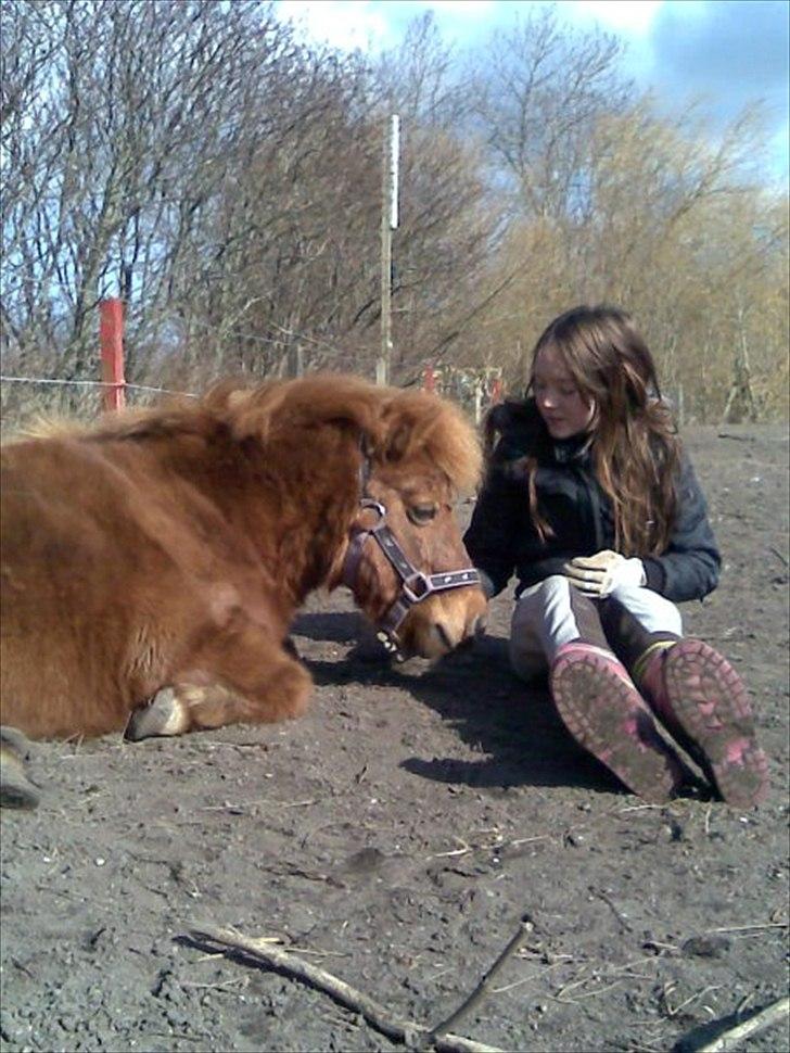 Shetlænder Freja billede 2