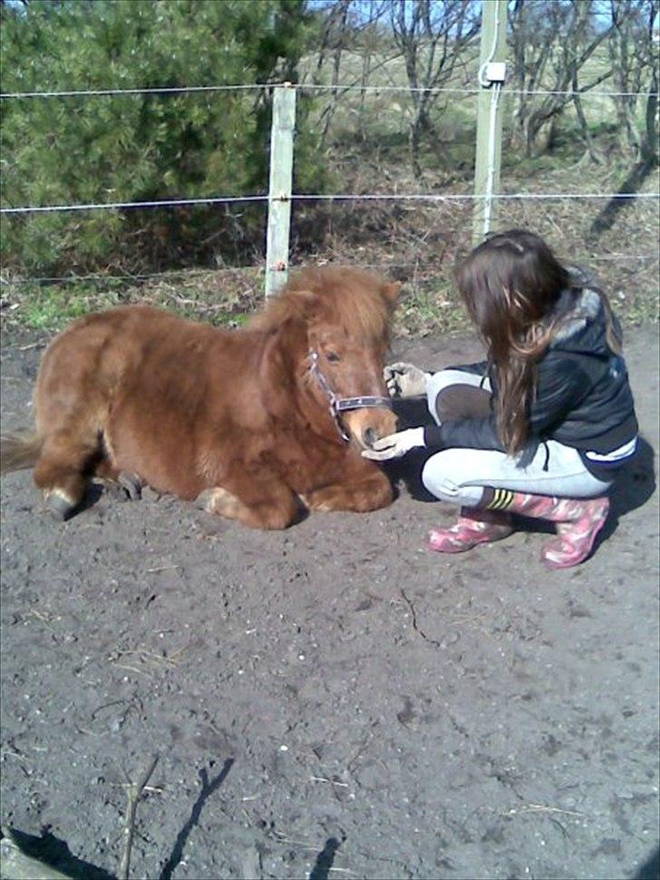 Shetlænder Freja billede 3