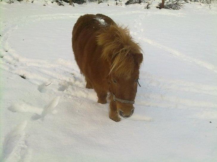 Shetlænder Freja billede 4