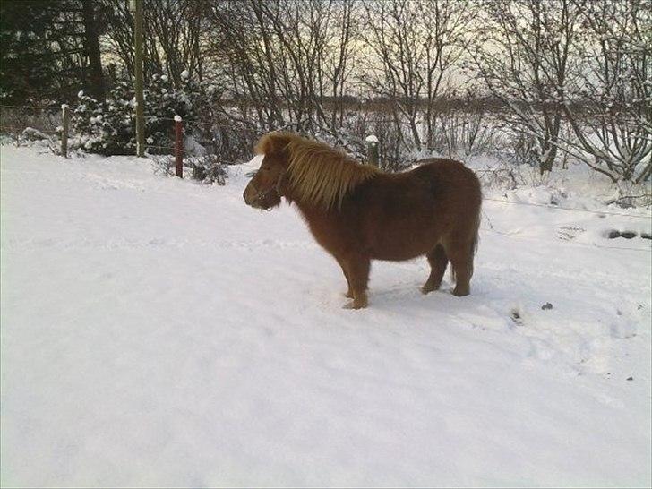 Shetlænder Freja billede 5