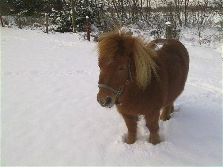 Shetlænder Freja billede 6