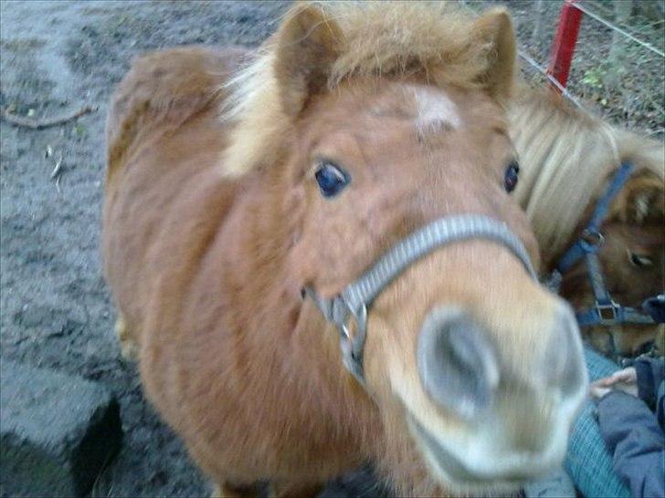 Shetlænder Freja billede 7