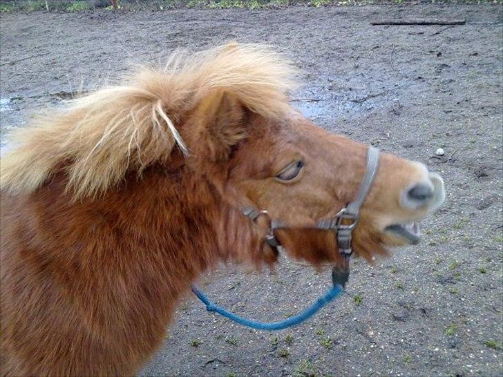 Shetlænder Freja billede 8