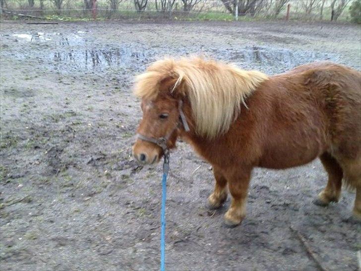 Shetlænder Freja billede 9