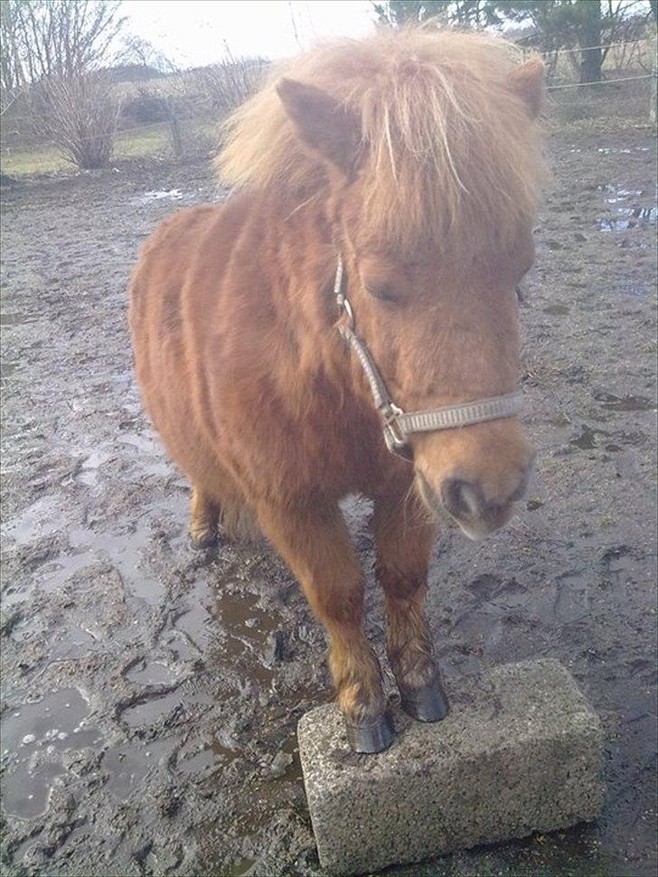 Shetlænder Freja billede 10