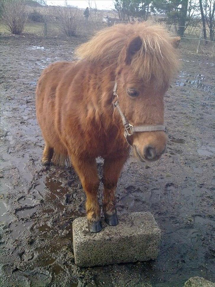 Shetlænder Freja billede 11