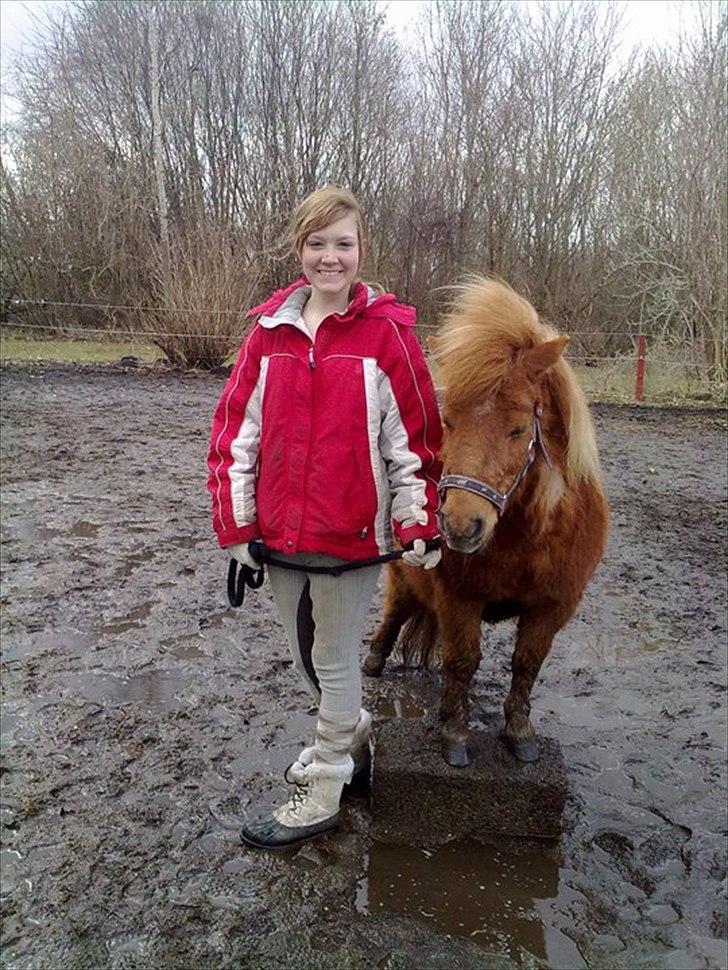 Shetlænder Freja billede 12