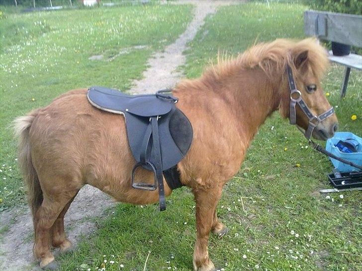 Shetlænder Freja billede 13