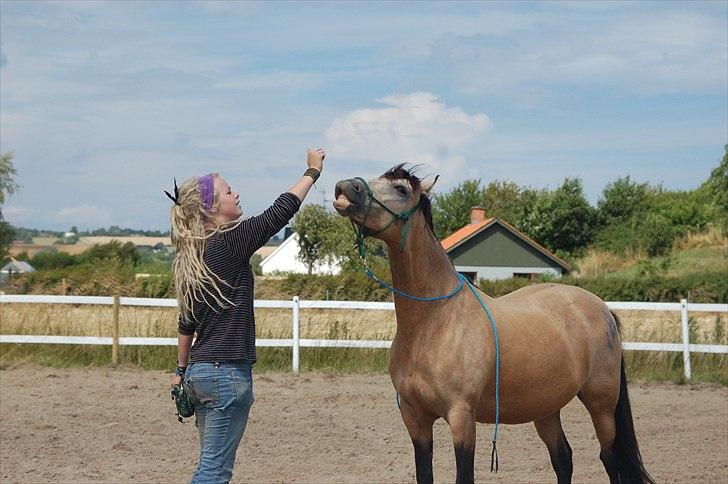 Welsh Pony af Cob-type (sec C) Fanny af Sønderbo - 18 # Ayo og Fanny, smile. Foto: Cille billede 19