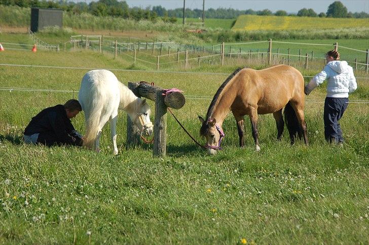 Welsh Pony af Cob-type (sec C) Fanny af Sønderbo billede 20