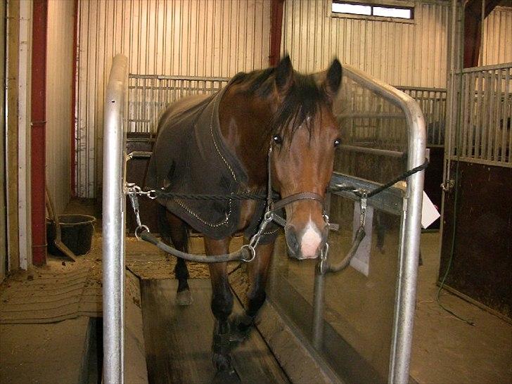 Dansk Varmblod Bakkegaardens Anemone billede 5