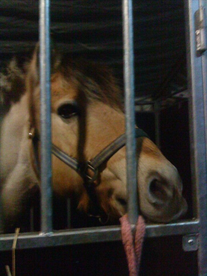 Fjordhest Lion! <3 :* - Velkommen til Lion´s profil<3 billede 1