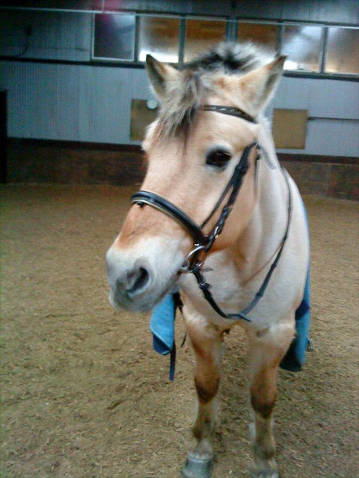 Fjordhest Lion! <3 :* billede 2