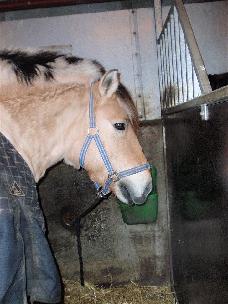 Fjordhest Lion! <3 :* - Er det mig du ville noget?<333 billede 3