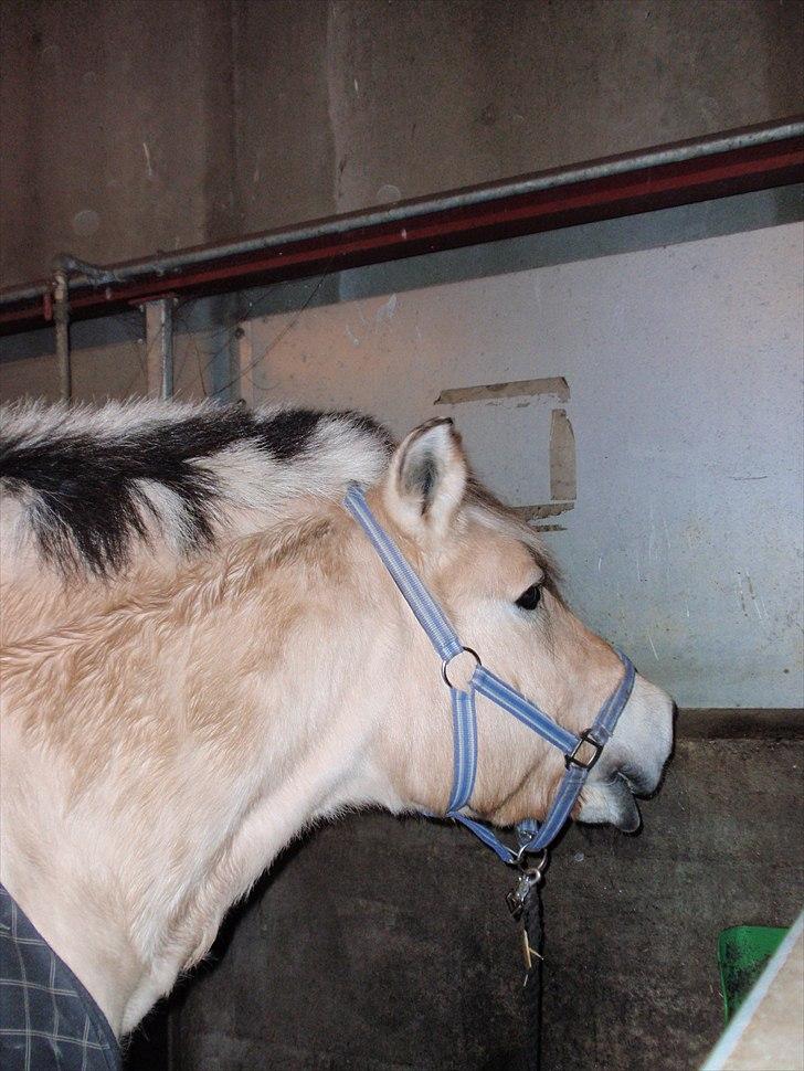 Fjordhest Lion! <3 :* - Mmmhhh muren smager godt<33333 billede 4