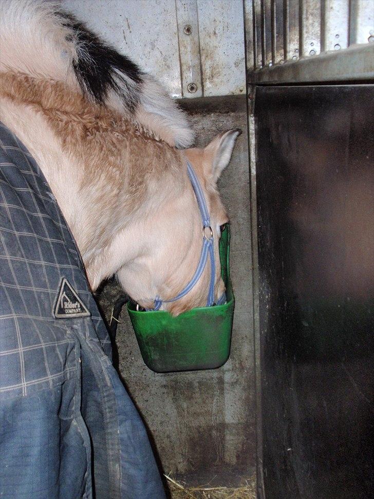 Fjordhest Lion! <3 :* - Er der noget nede i krybben? <3333333 billede 5