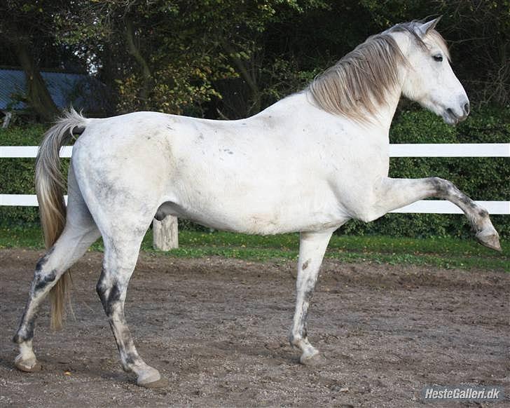 Anden særlig race Karlsbjerggårs´s Shadow A - ¨13 # Shadow i spanske skridt. Foto: Katja billede 10