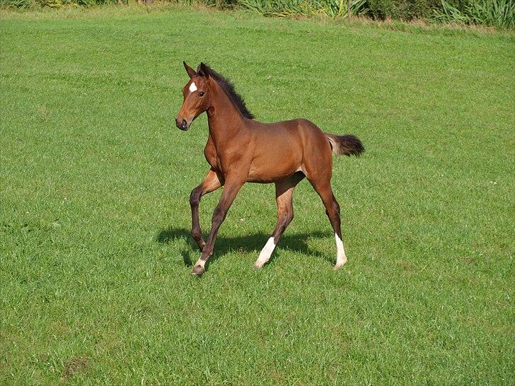 Dansk Varmblod Real Sensation billede 1