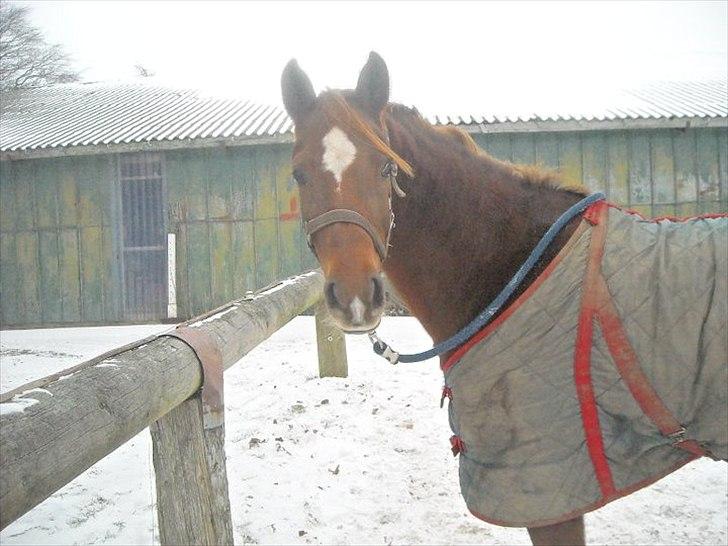 Hollandsk Sportspony Simone  - Simone i sneen :´) 2010 billede 12