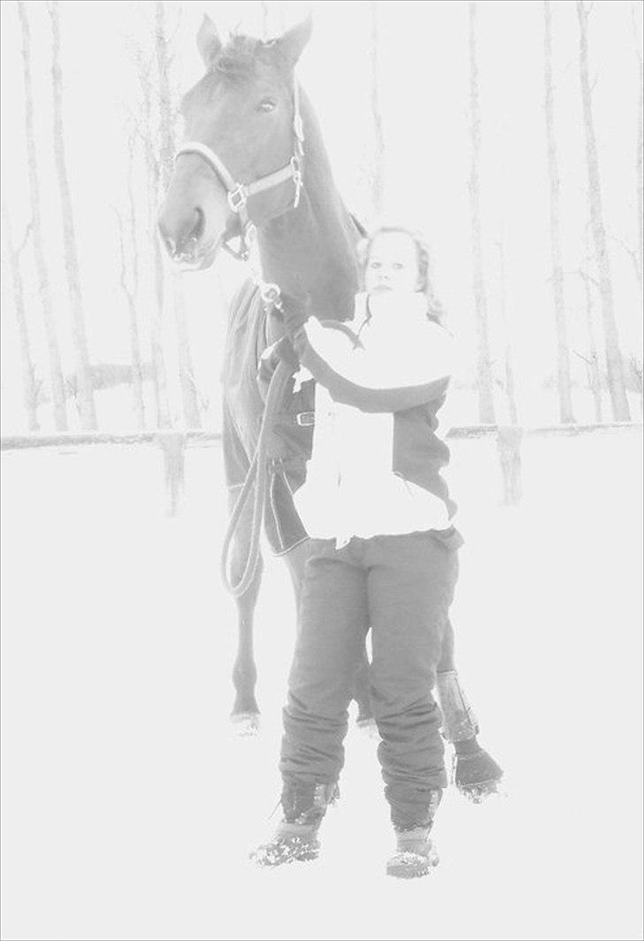 Dansk Varmblod Tatiana (Vildkat) - du&jeg! billede 8