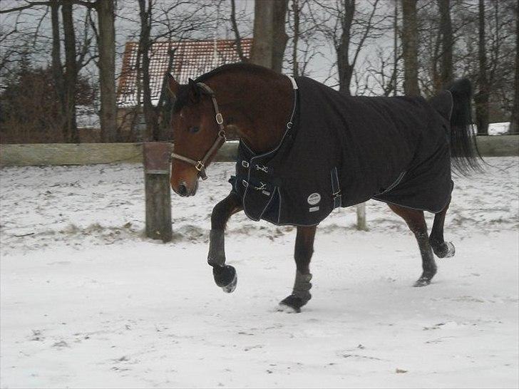 Dansk Varmblod Tatiana (Vildkat) - skørebassen i sneen :D billede 9