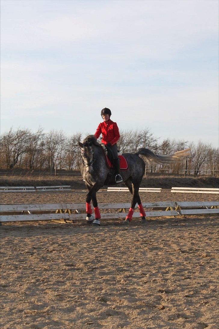Dansk Varmblod Charlie Chip - Galop :) billede 12