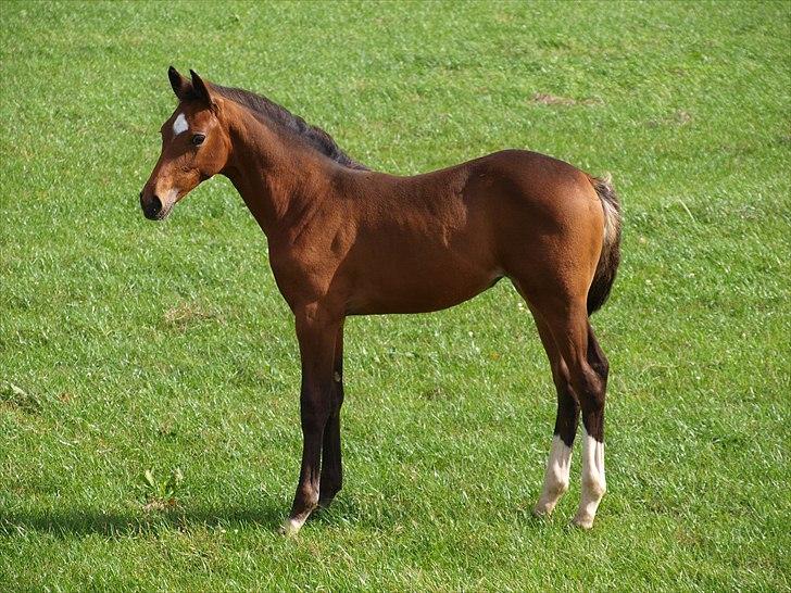 Dansk Varmblod Real Sensation billede 4