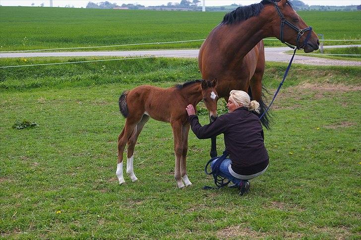 Dansk Varmblod Real Sensation billede 5