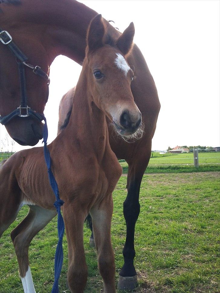 Dansk Varmblod Real Sensation billede 7