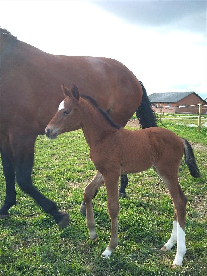 Dansk Varmblod Real Sensation billede 8