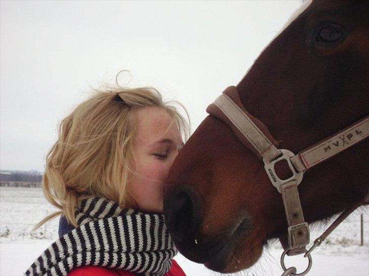 Dansk Varmblod >>Ziarra<< MyLife billede 10