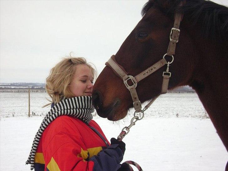 Dansk Varmblod >>Ziarra<< MyLife billede 11