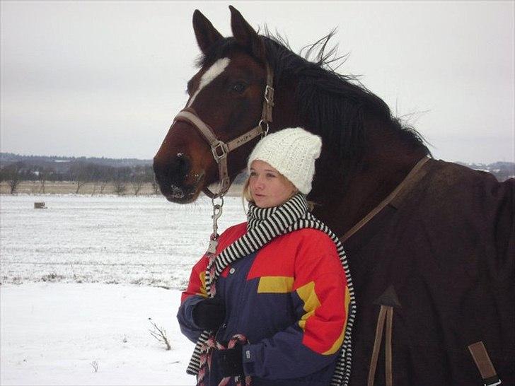 Dansk Varmblod >>Ziarra<< MyLife billede 12