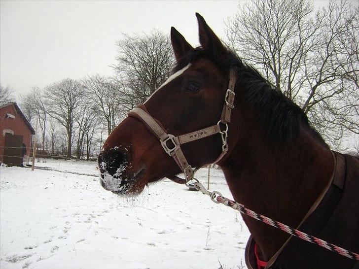 Dansk Varmblod >>Ziarra<< MyLife billede 14